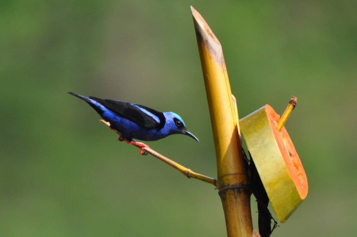 Red-legged Honeycreeper - ML204273691