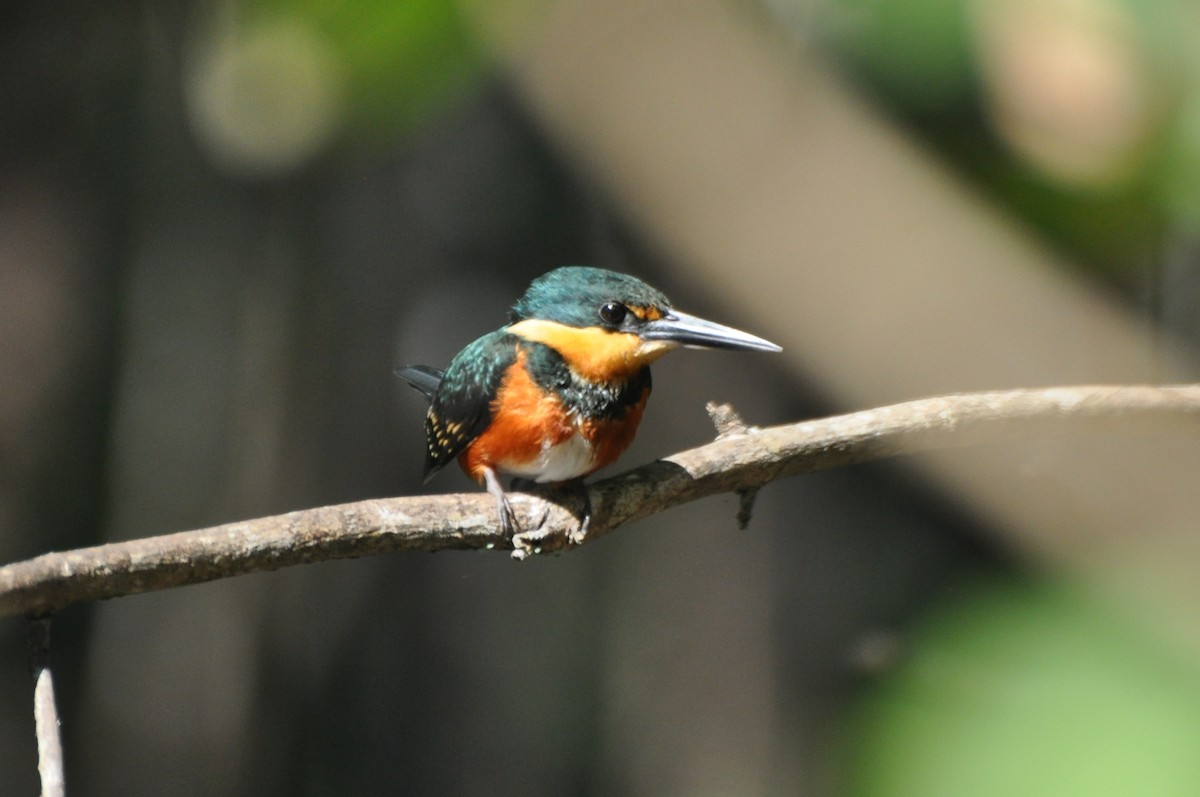 American Pygmy Kingfisher - ML204273711
