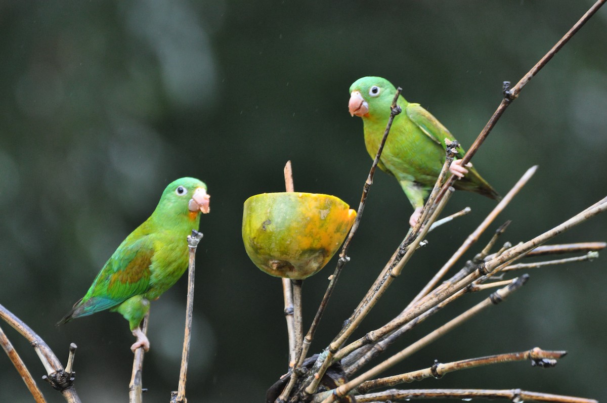 Orange-chinned Parakeet - Raymond Marsh