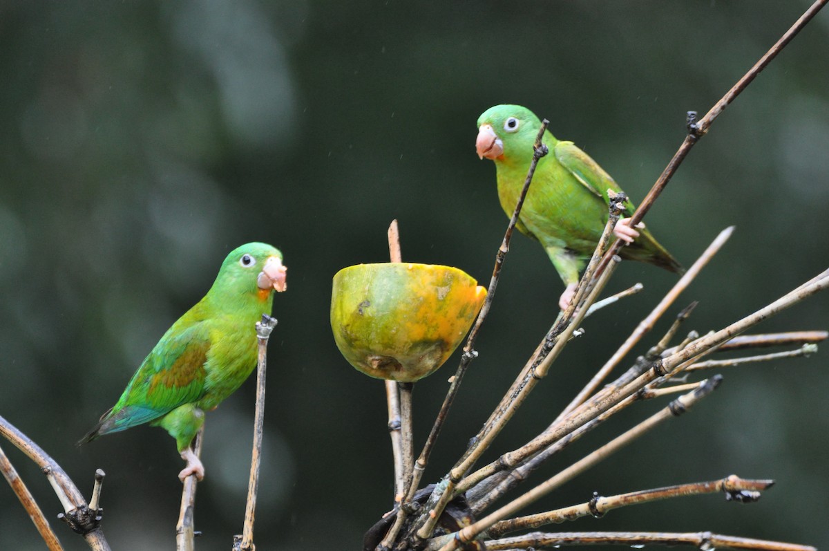 Orange-chinned Parakeet - ML204273791