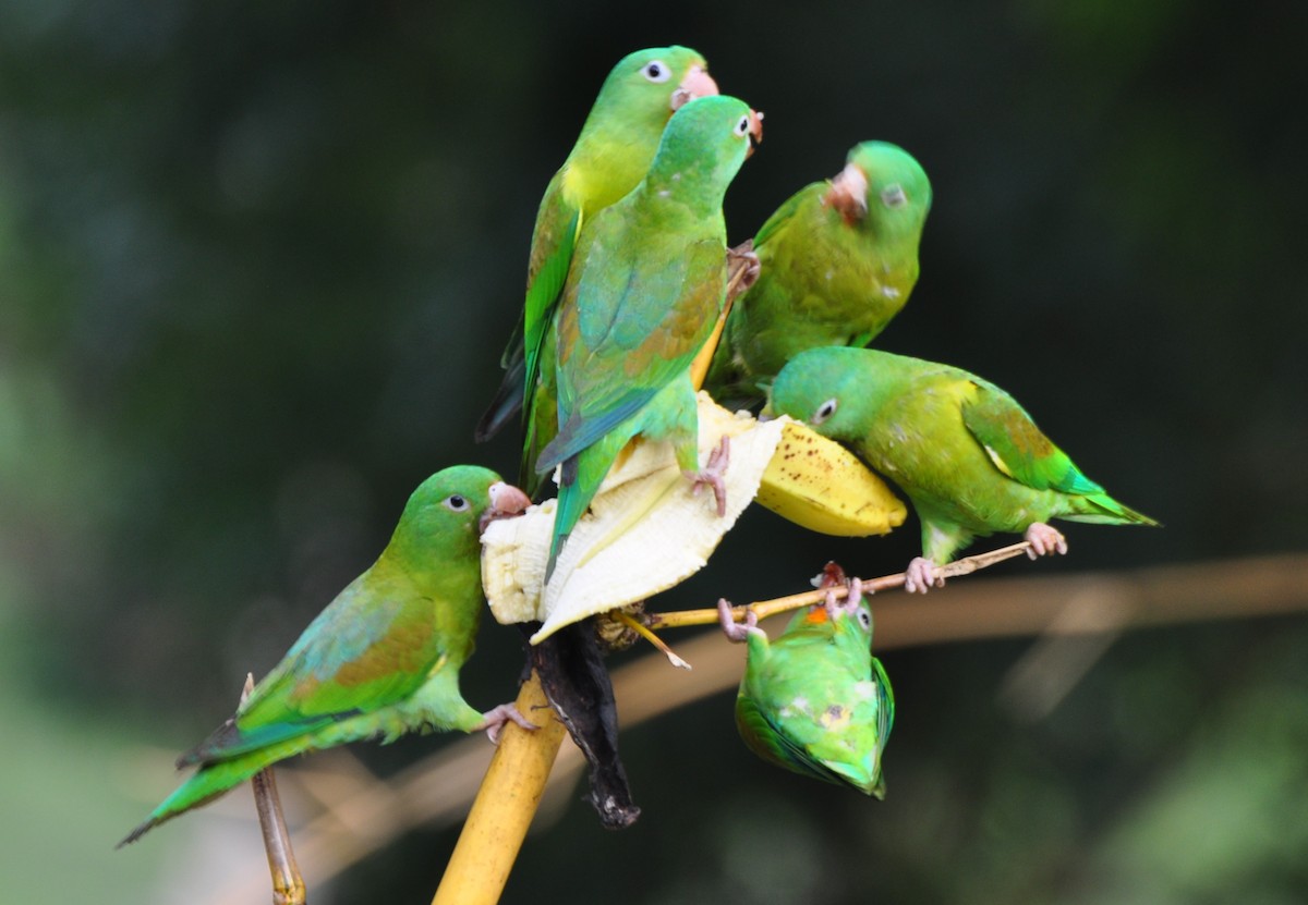 Orange-chinned Parakeet - ML204273801