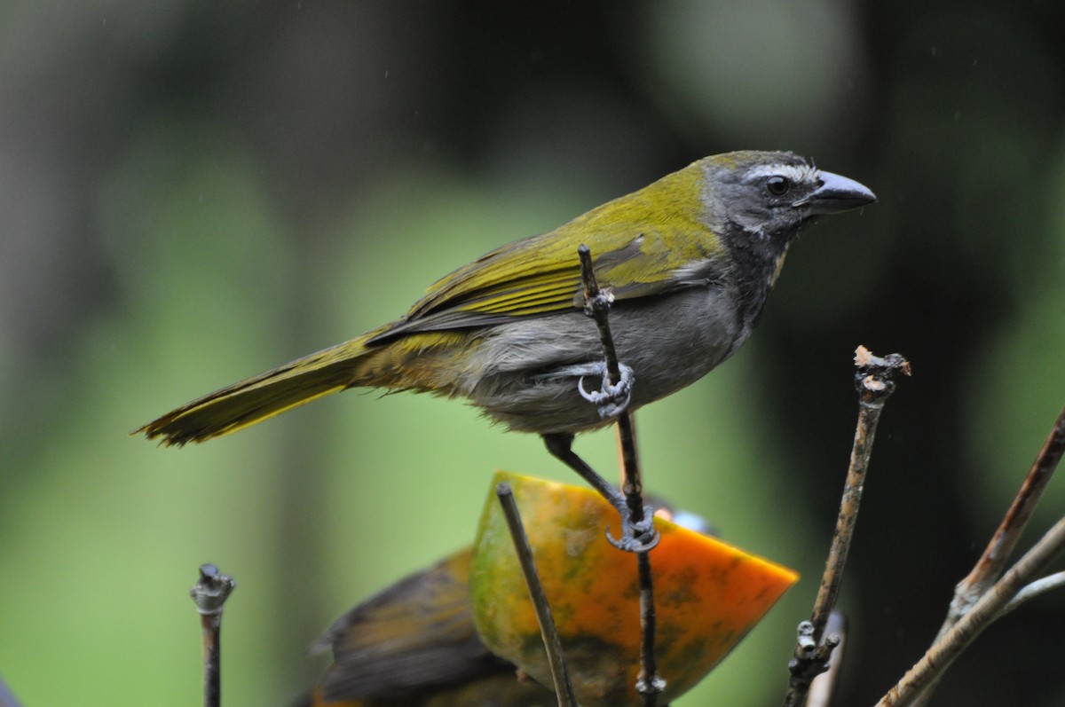 Buff-throated Saltator - Raymond Marsh