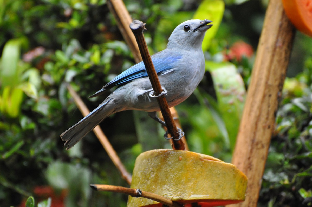 Blue-gray Tanager - Raymond Marsh