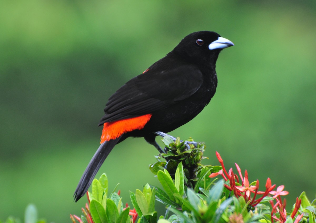 Scarlet-rumped Tanager (Passerini's) - Raymond Marsh