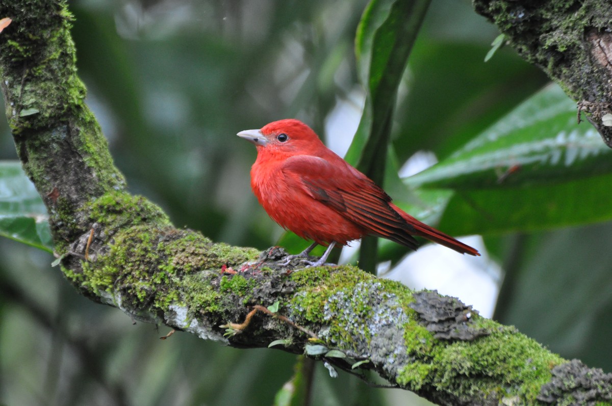 Summer Tanager - Raymond Marsh