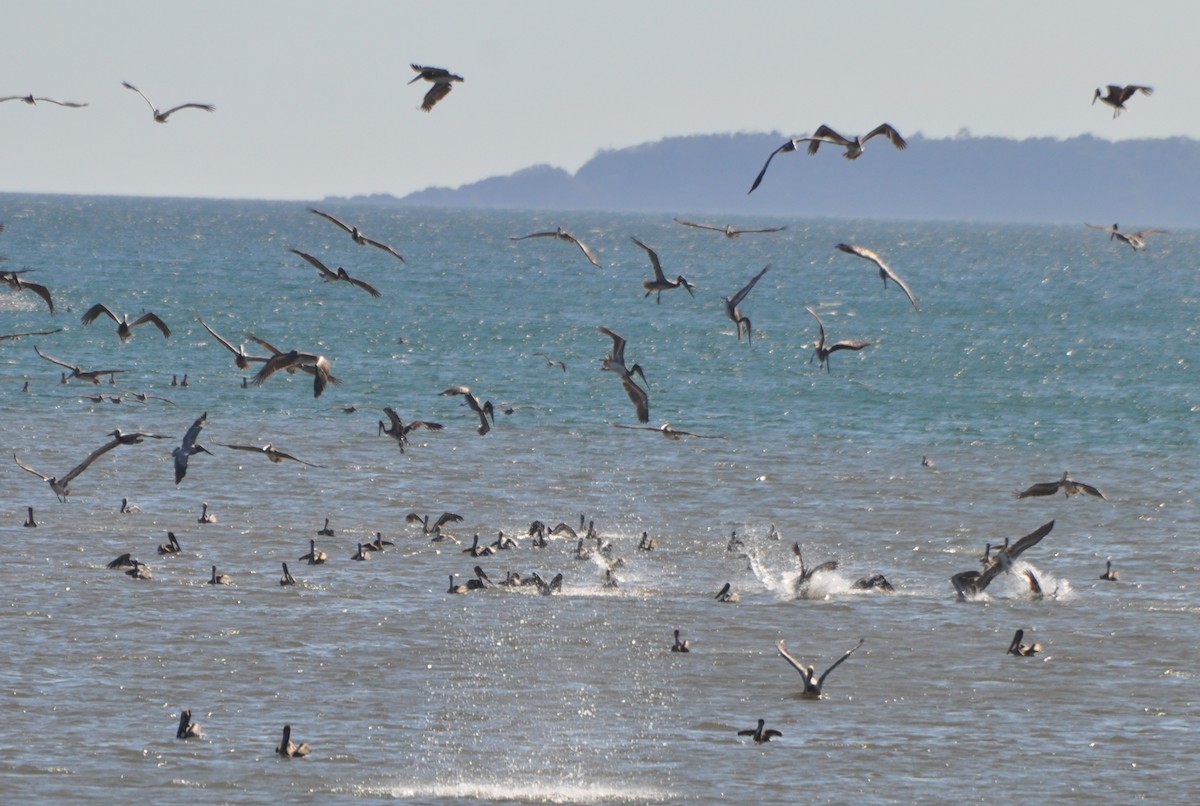 Brown Pelican - Raymond Marsh