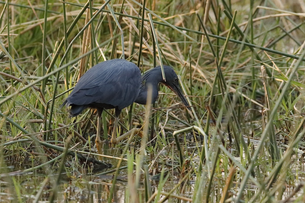 Slaty Egret - ML204275361