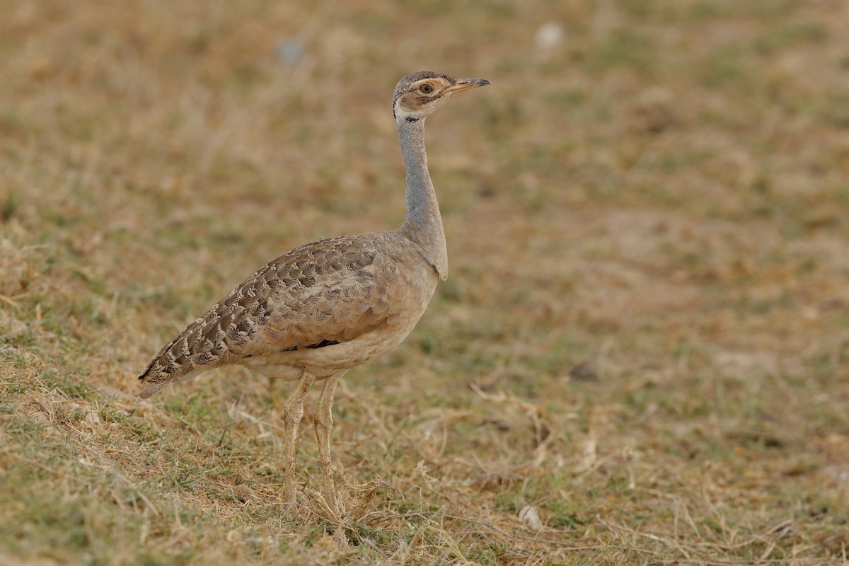 White-bellied Bustard - Holger Teichmann
