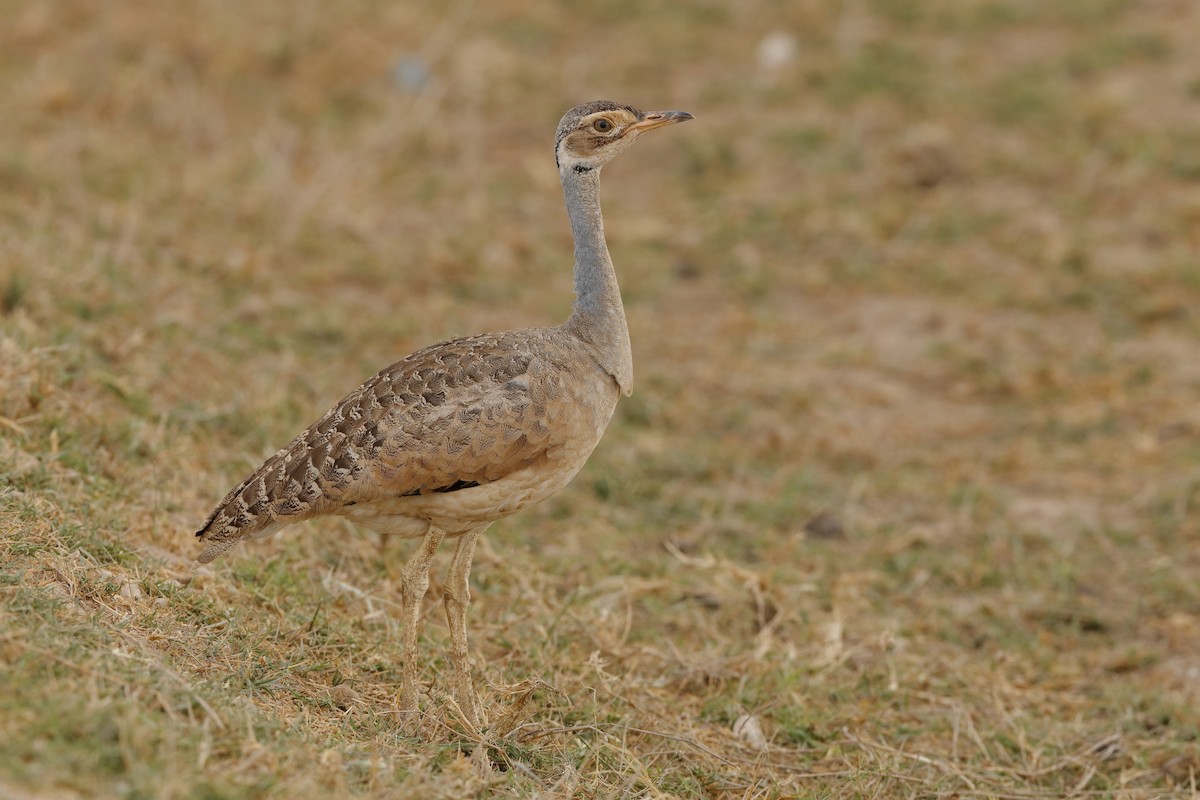 White-bellied Bustard - ML204275451