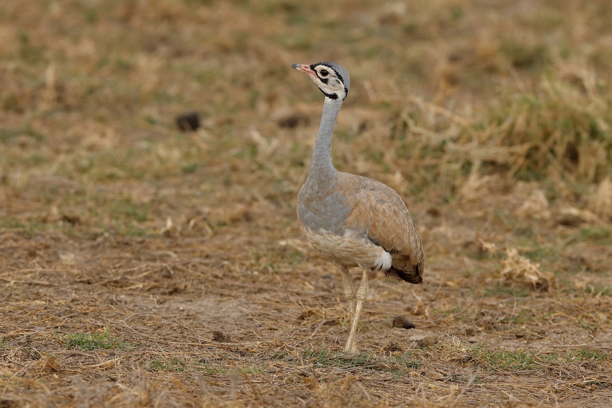 White-bellied Bustard - ML204275461