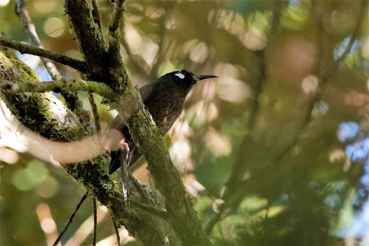 White-eared Myza - ML204275991