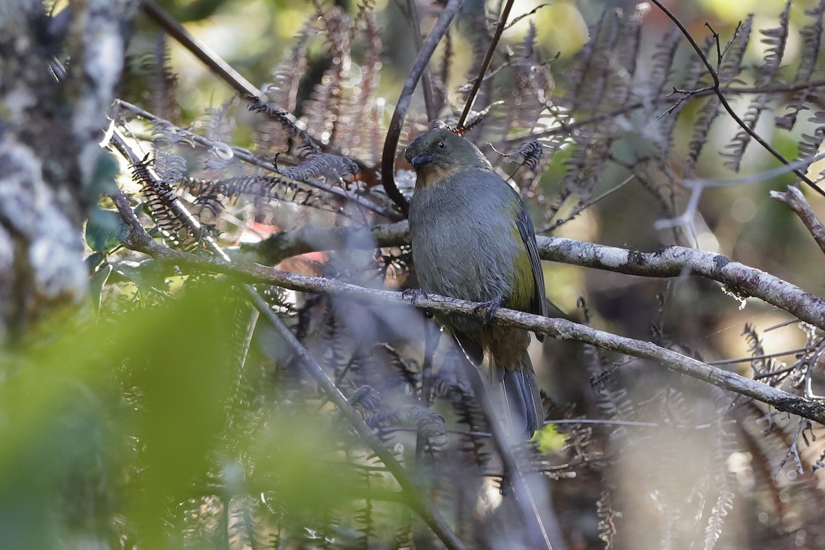 ミドリモズヒタキ（bonensis） - ML204276001