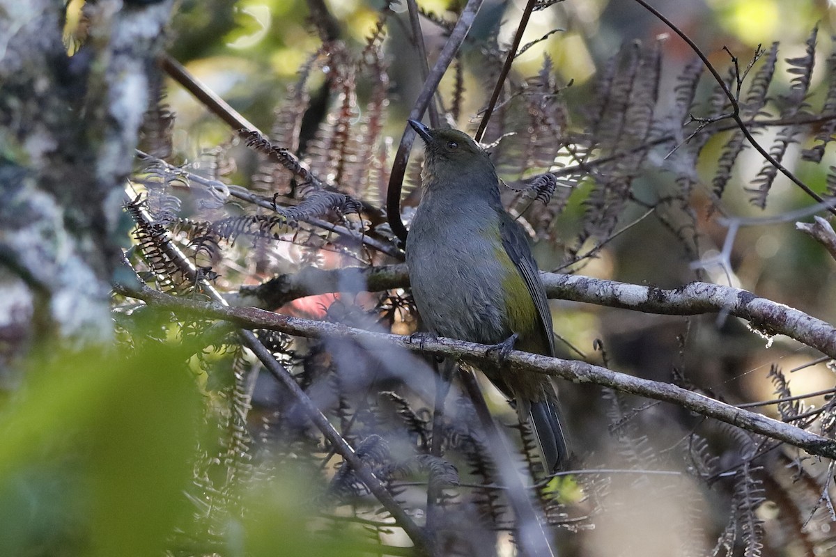 ミドリモズヒタキ（bonensis） - ML204276011