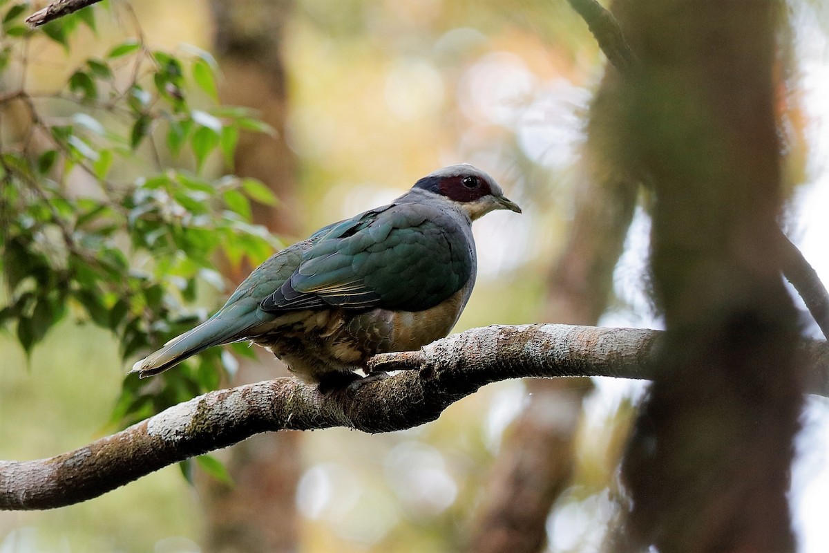Red-eared Fruit-Dove (Red-eared) - ML204276021