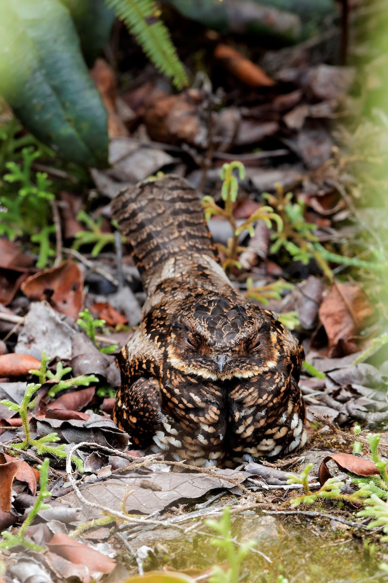 Diabolical Nightjar - Holger Teichmann