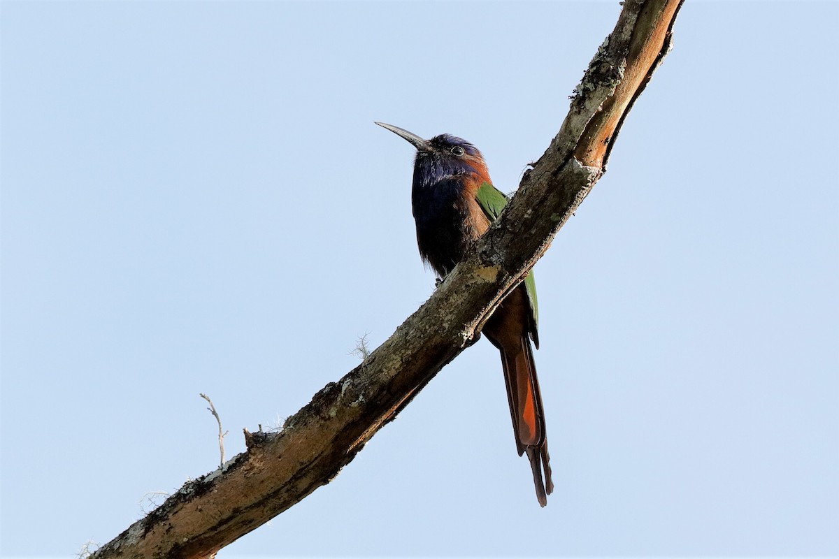 Purple-bearded Bee-eater - ML204276141