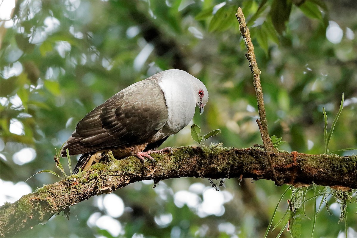 Sombre Pigeon - ML204276151