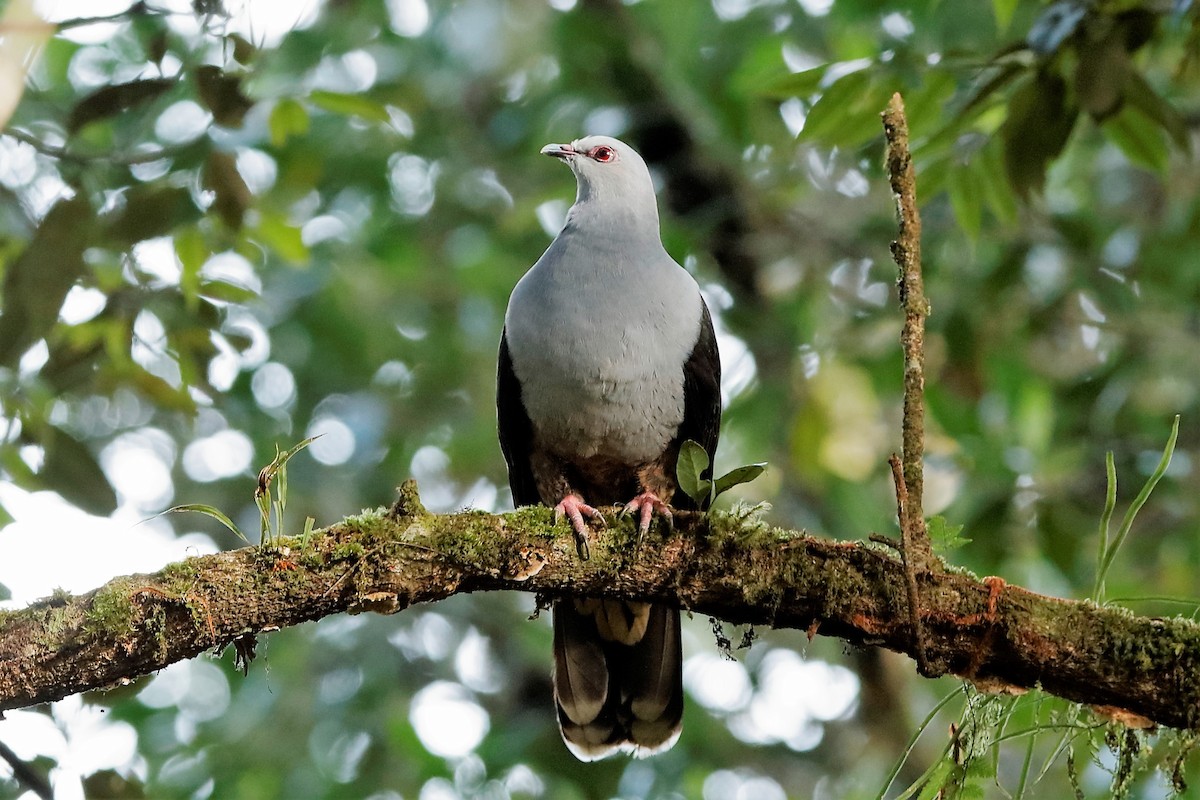 Sombre Pigeon - ML204276161