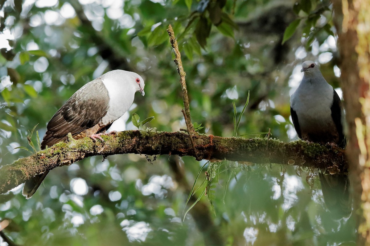 Sombre Pigeon - ML204276171