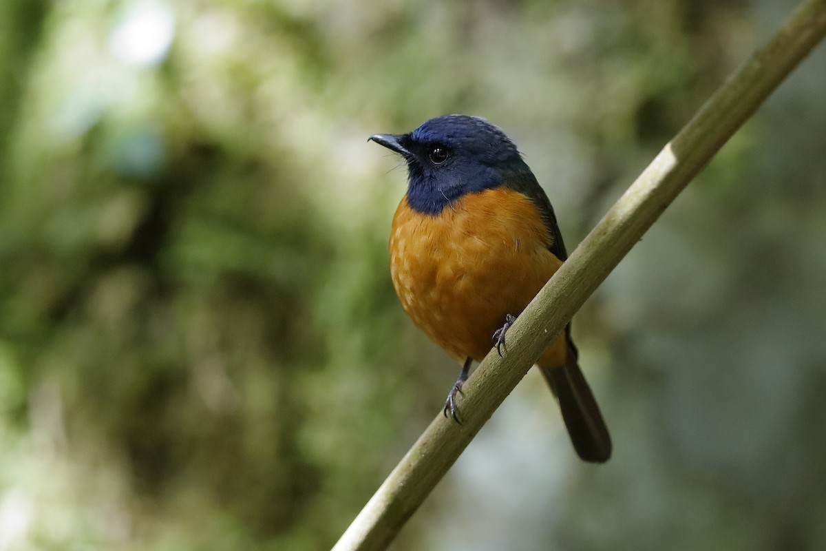 Blue-fronted Flycatcher - Holger Teichmann