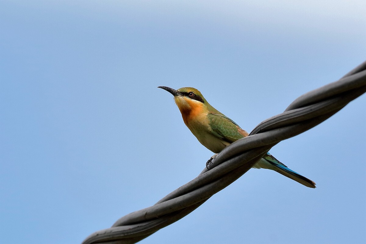 Blue-tailed Bee-eater - Holger Teichmann