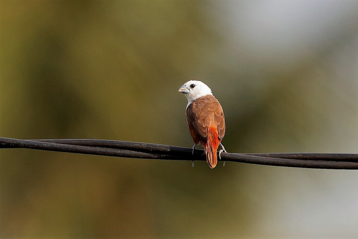 Pale-headed Munia - Holger Teichmann