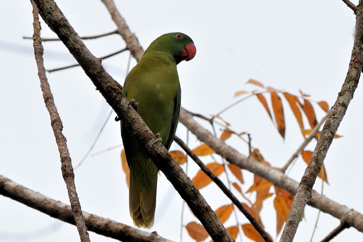 Azure-rumped Parrot - Holger Teichmann