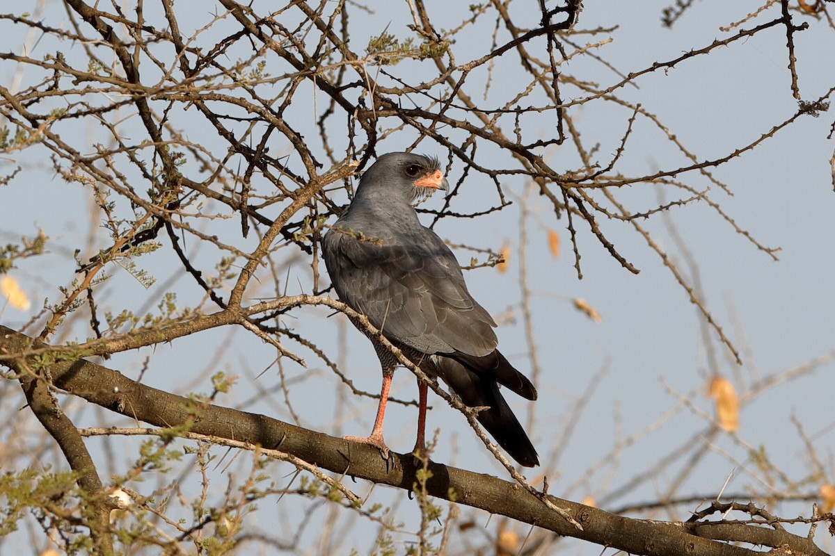 Dark Chanting-Goshawk - ML204276691