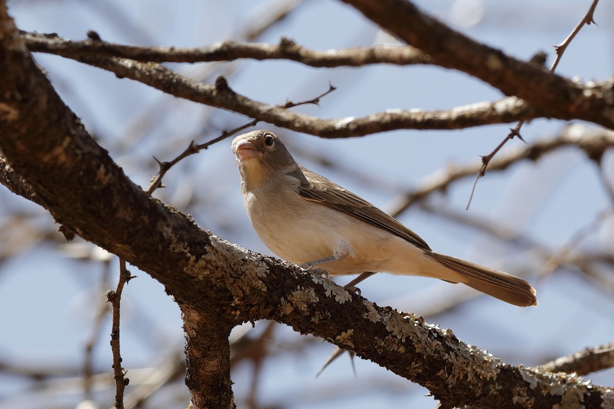 Yellow-spotted Bush Sparrow - Holger Teichmann