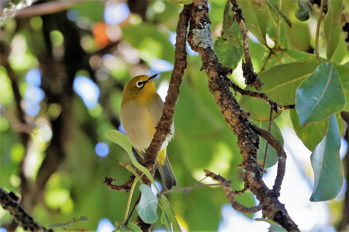 Heuglin's White-eye (Ethiopian) - ML204276831