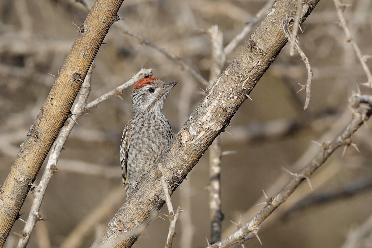 Cardinal Woodpecker - ML204276871