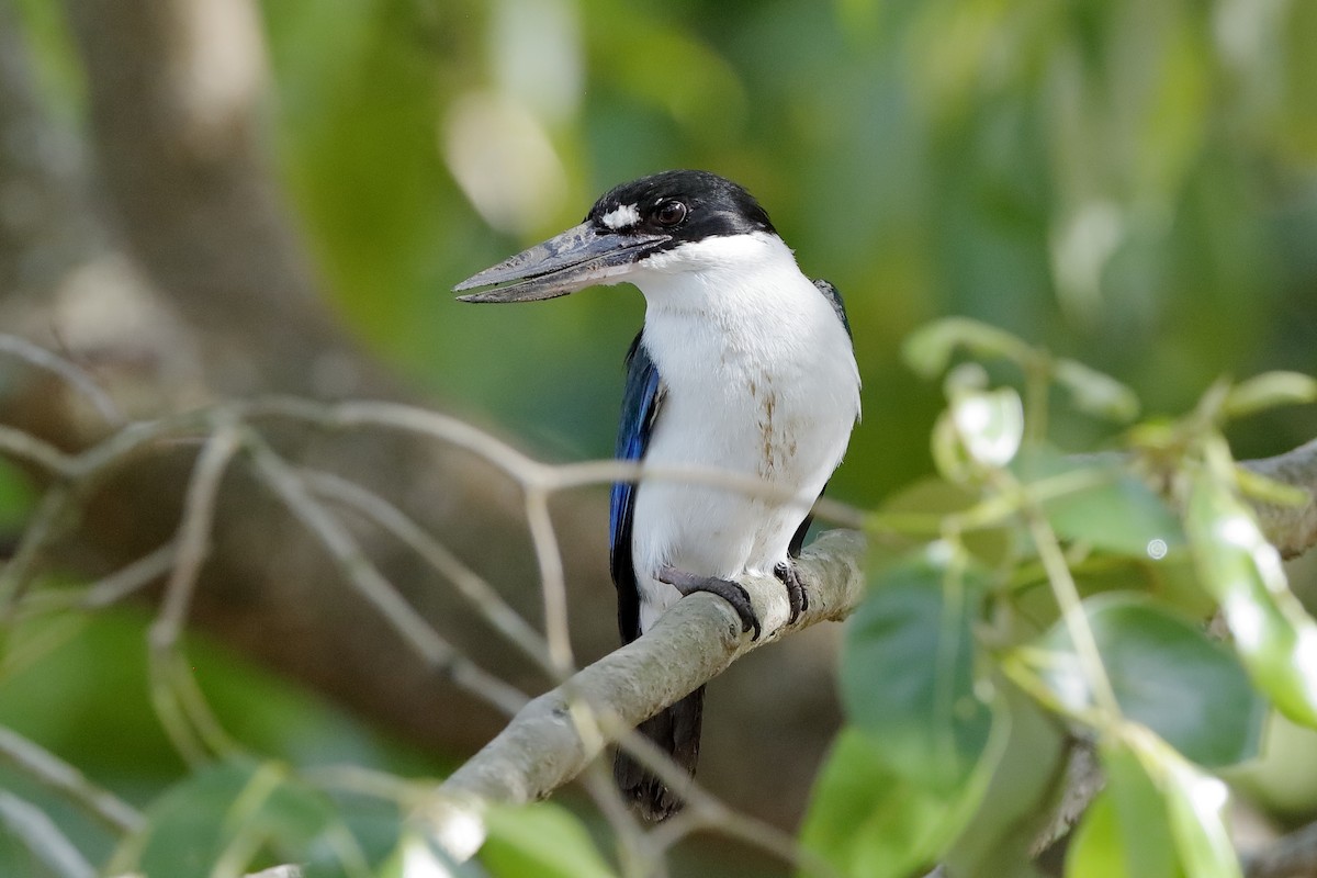 Torresian Kingfisher - Holger Teichmann