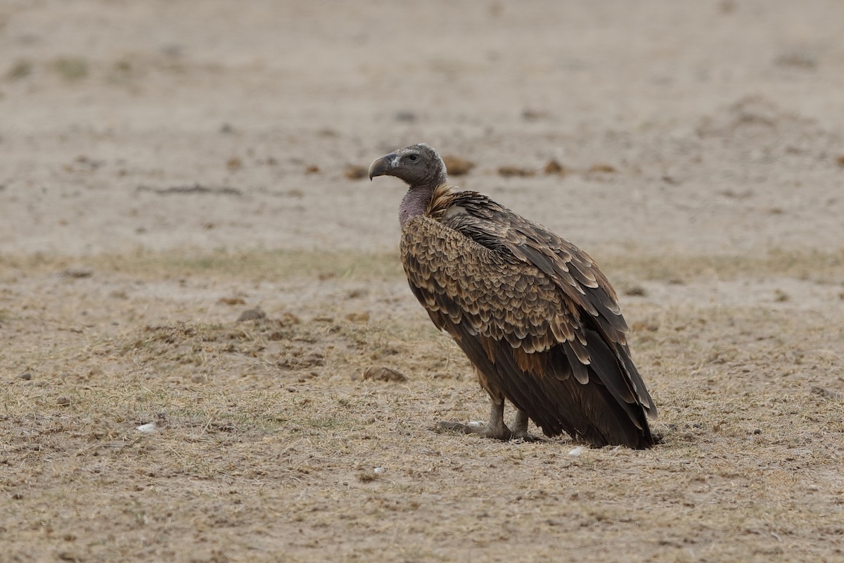 Rüppell's Griffon - ML204277541