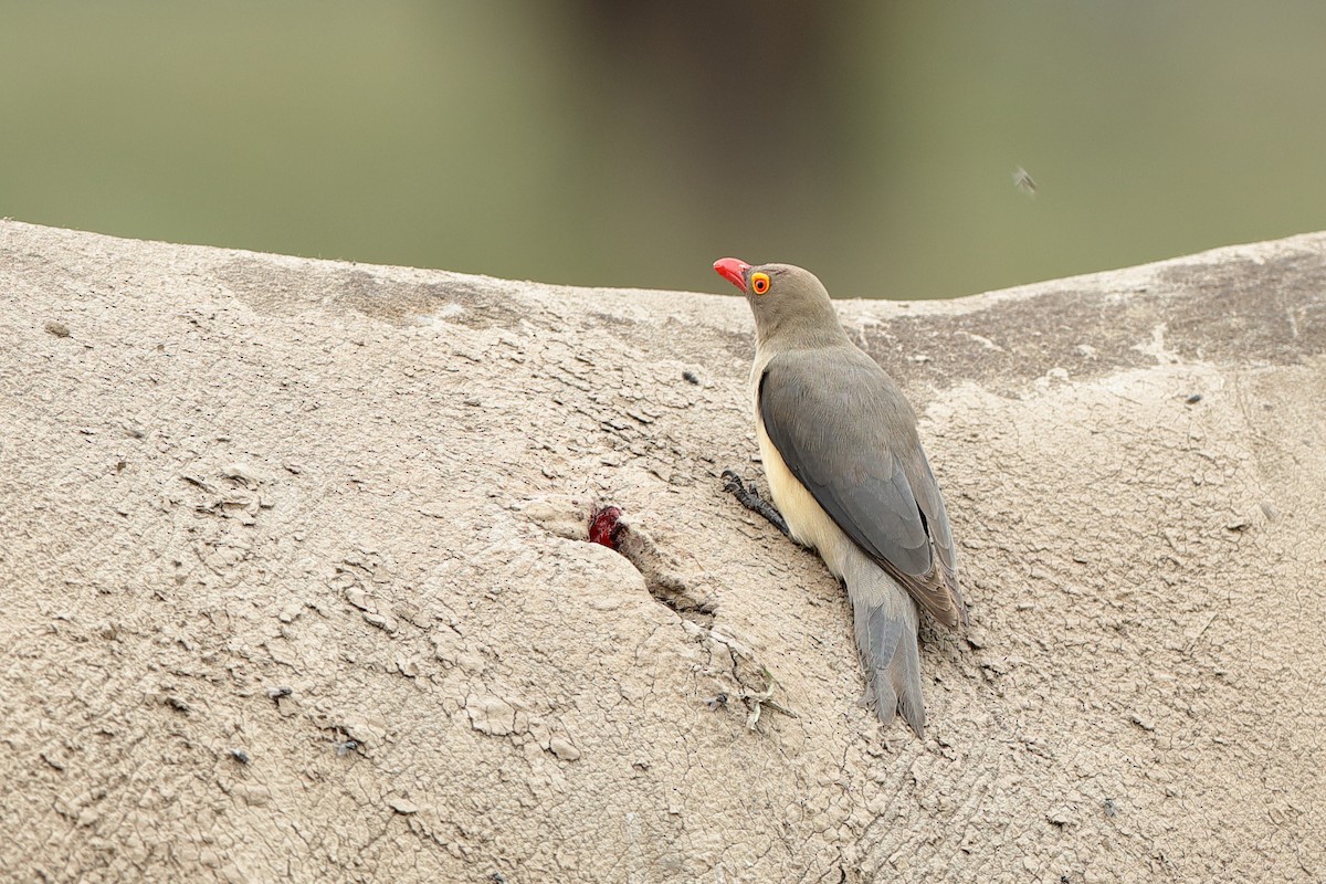 Red-billed Oxpecker - ML204277611