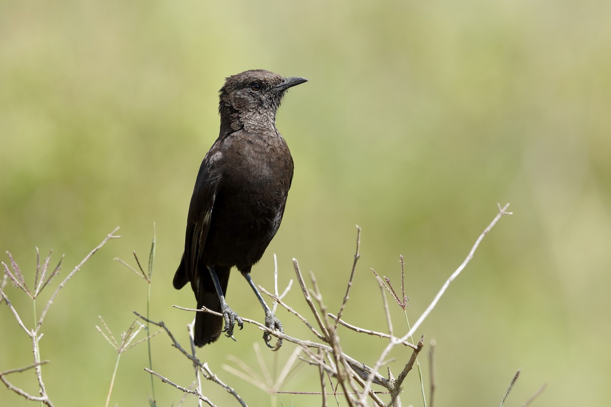 Northern Anteater-Chat - ML204277701