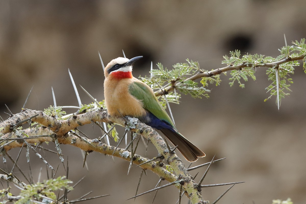 White-fronted Bee-eater - ML204277751