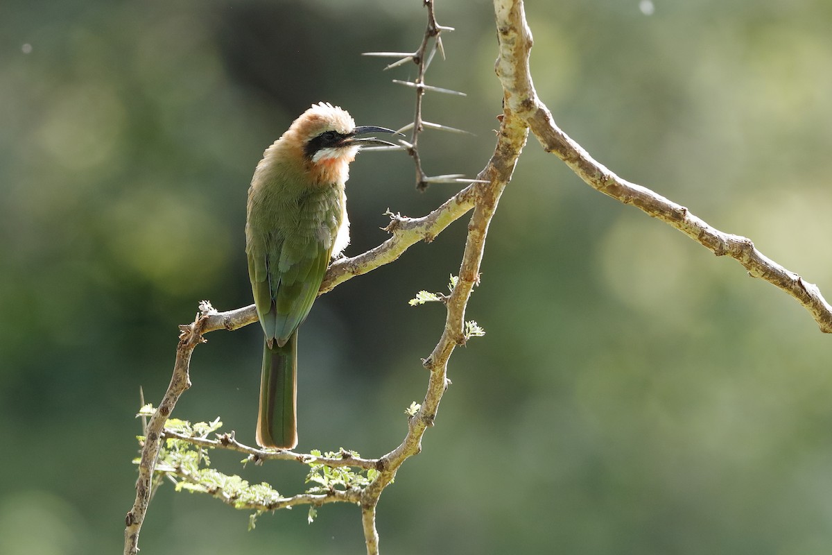 White-fronted Bee-eater - ML204277761