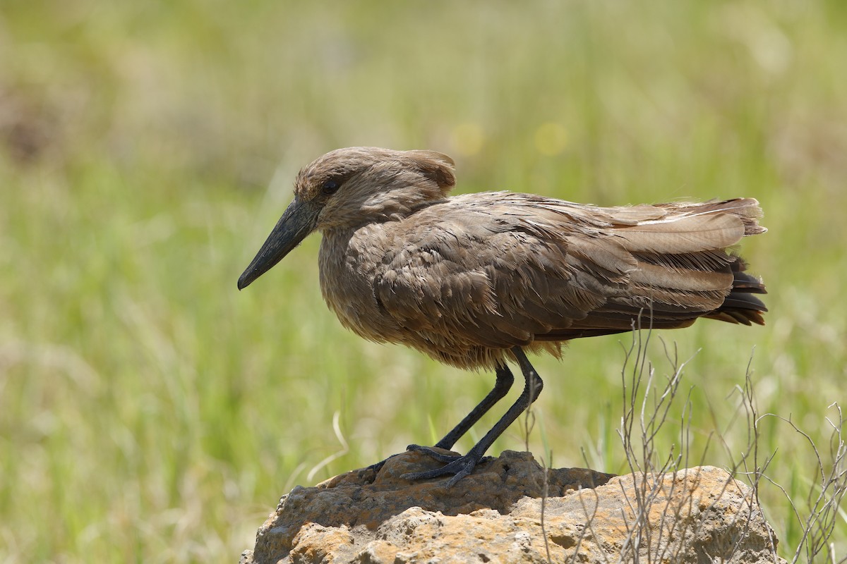 Hamerkop - ML204277781