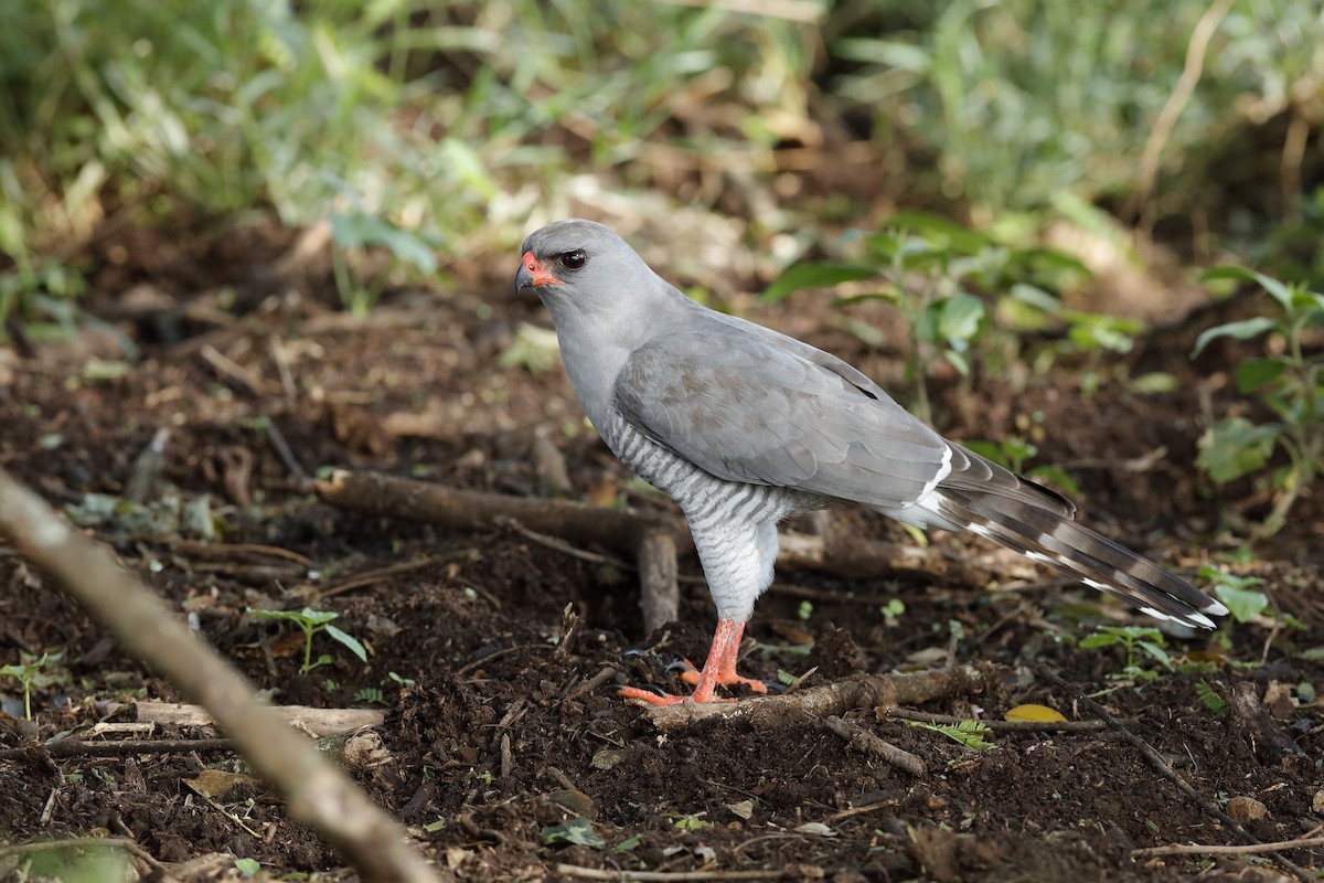 Gabar Goshawk - Holger Teichmann
