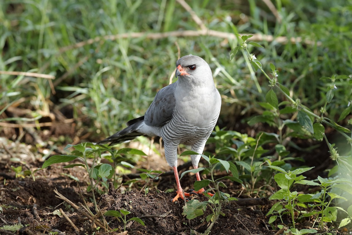 Gabar Goshawk - ML204277801