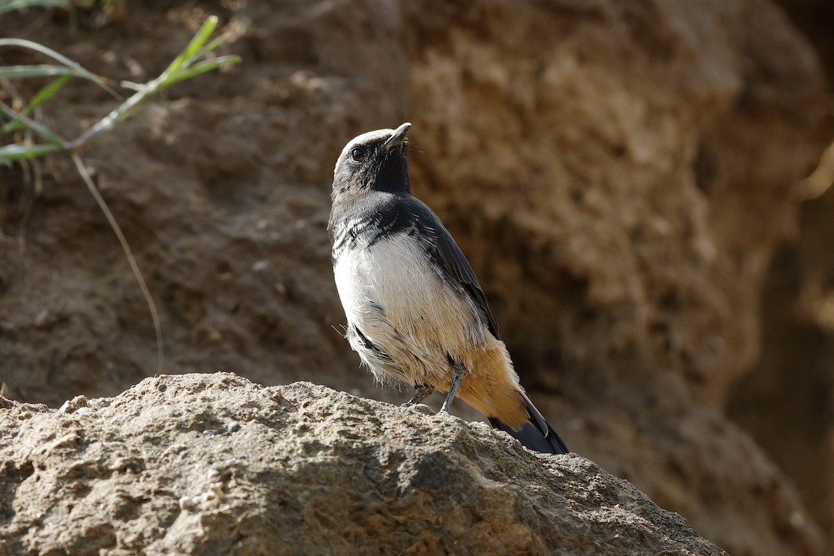 Abyssinian Wheatear - ML204277831