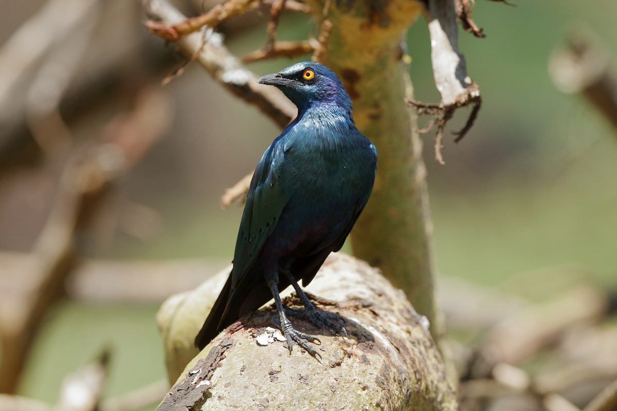 Greater Blue-eared Starling - ML204277851