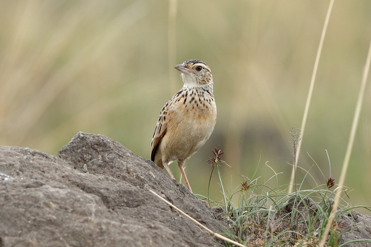 Rufous-naped Lark - ML204277901
