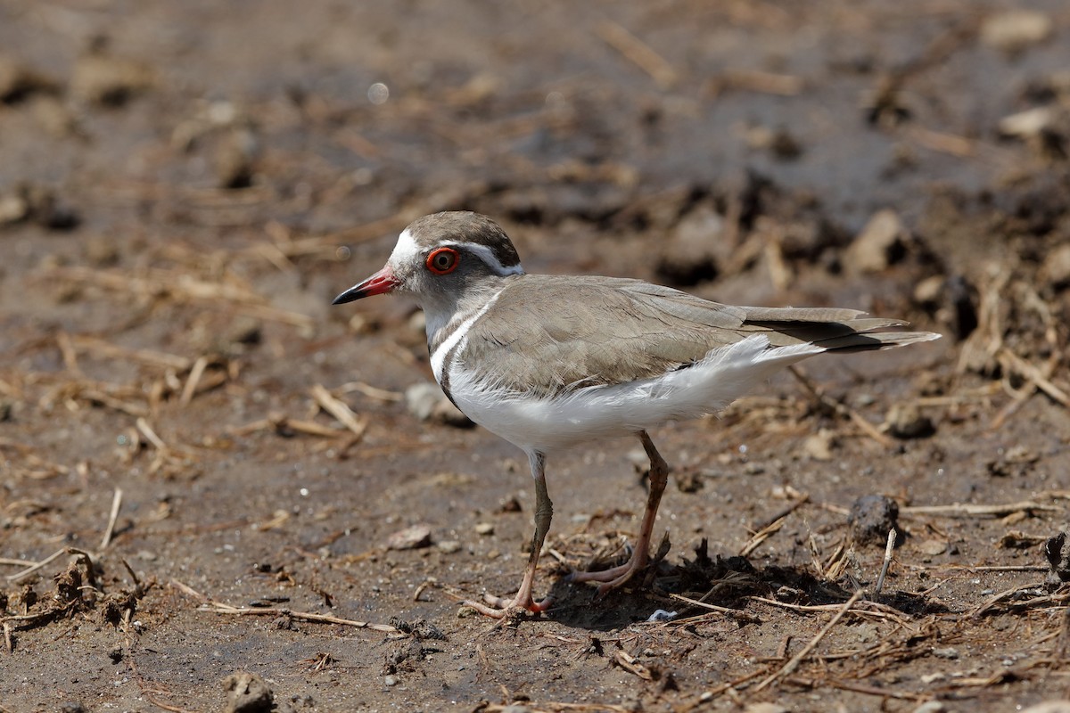 Three-banded Plover - ML204277921