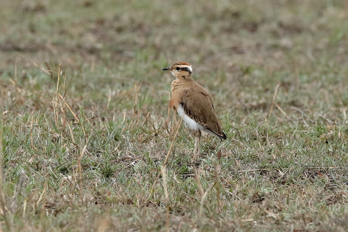 Temminck's Courser - ML204278011