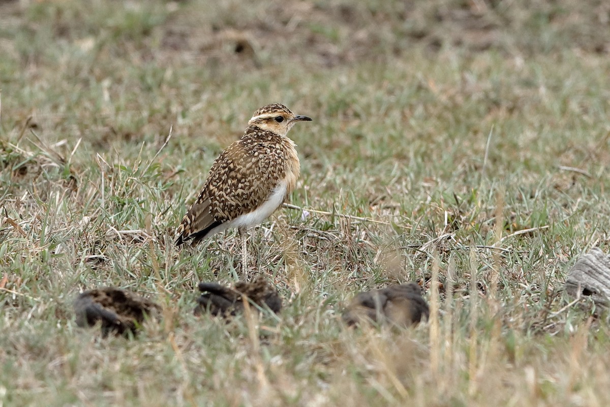 Temminck's Courser - ML204278021