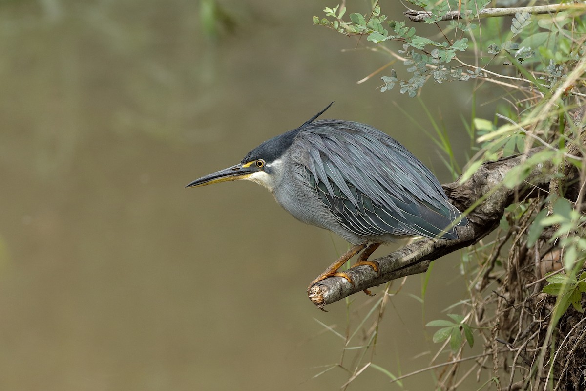 Striated Heron (Old World) - ML204278061