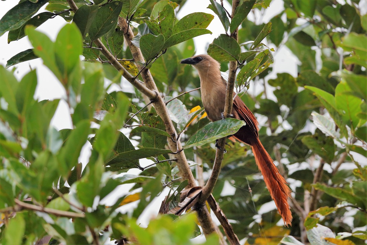 Bay Coucal - Holger Teichmann