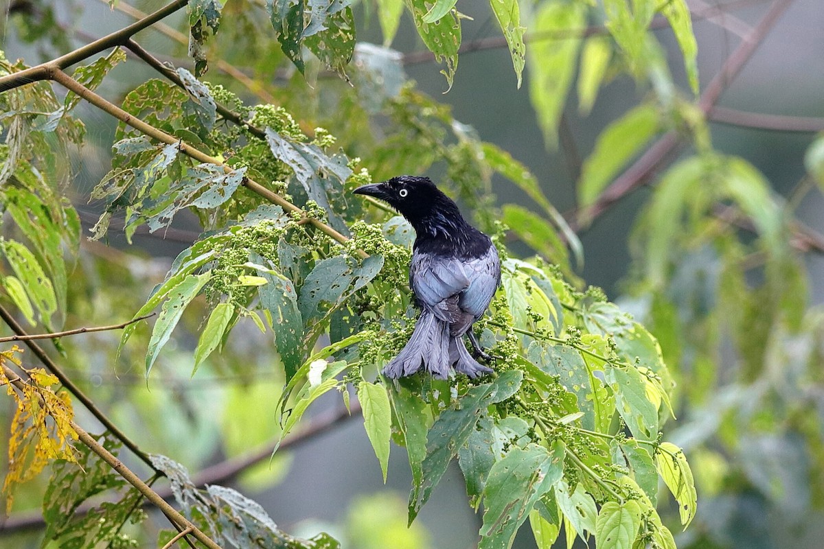 Haarbuschdrongo (leucops/banggaiensis) - ML204278111