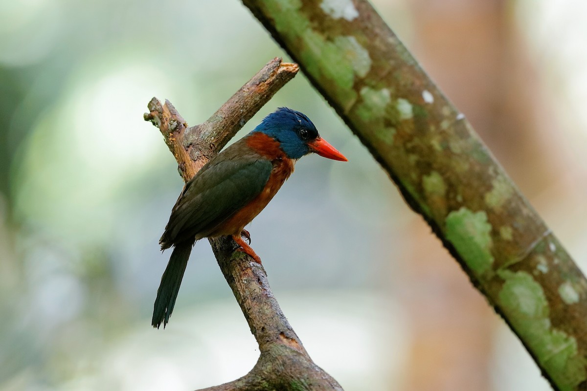 Green-backed Kingfisher (Blue-headed) - ML204278151